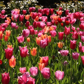 The Arboretum and The Beauty of My Little ‘Runner’