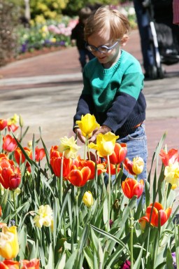 James and the tulips