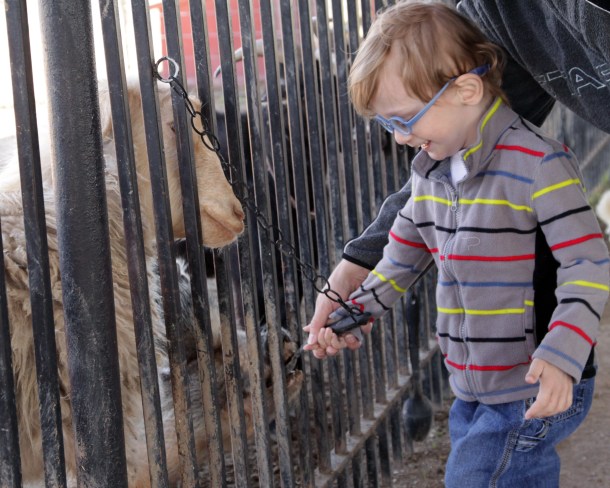 Feeding a Pig, Gentle Zoo